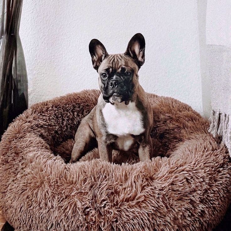 Cama Dona Antiestrés para Mascotas — Abrazo Cálido para que Duerma Profundo