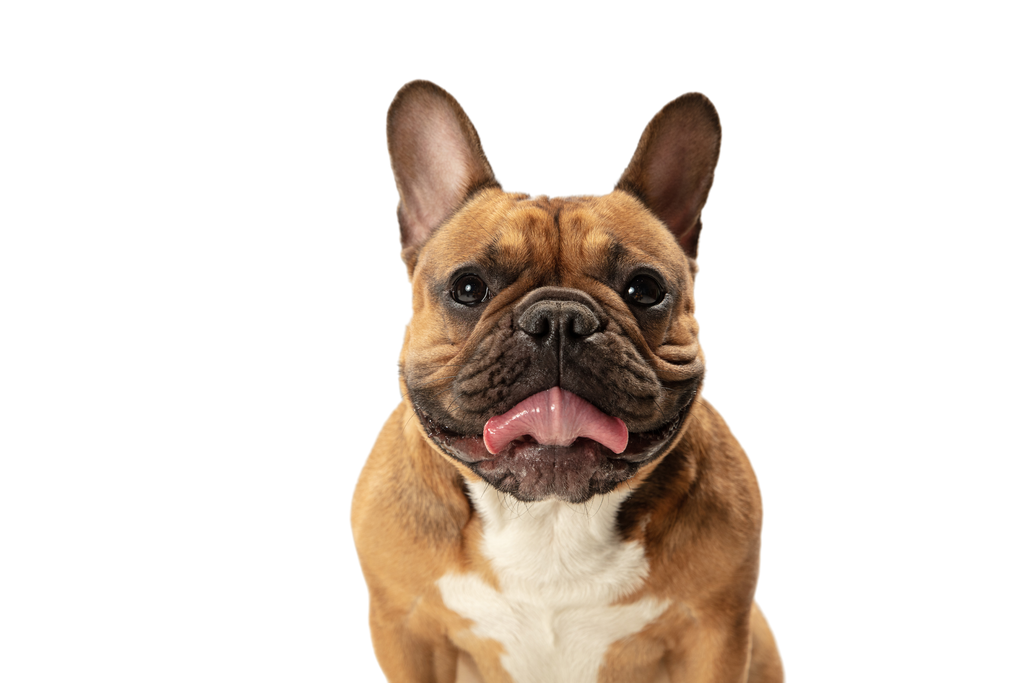 Para perros y gatos de cualquier raza