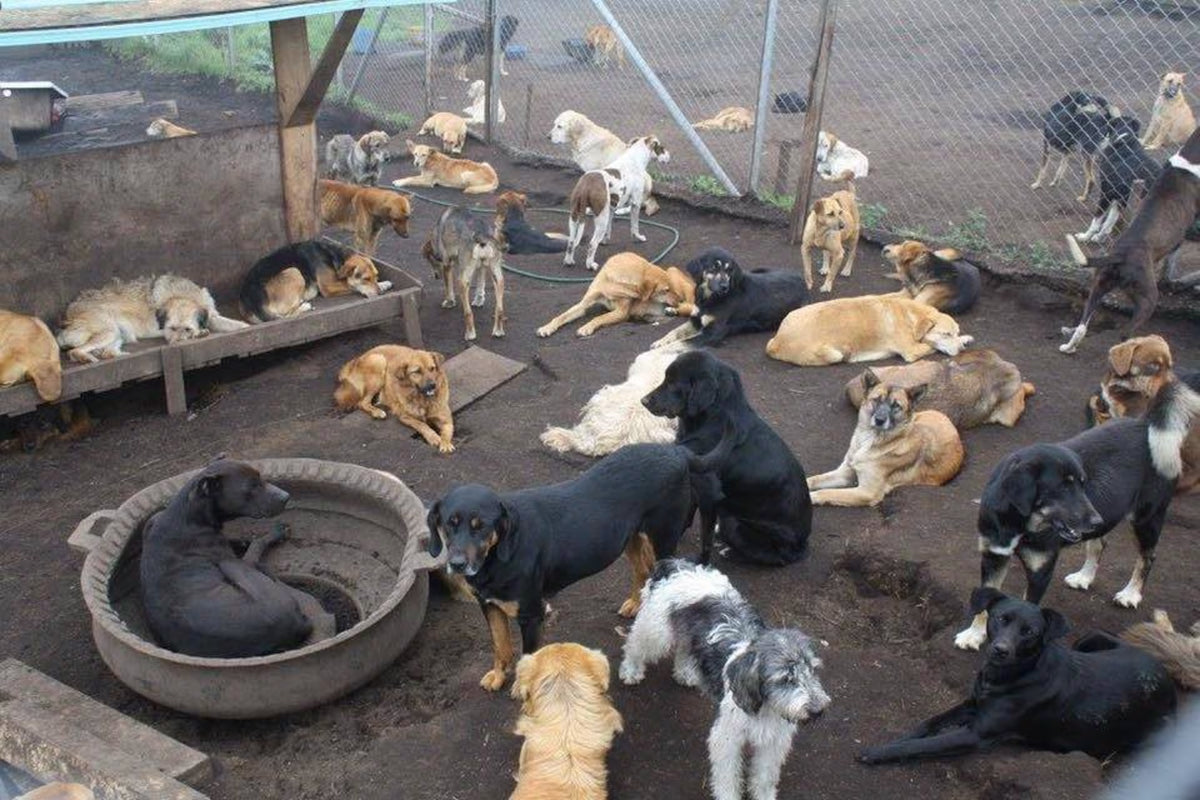 Perros esperando adopcion en una fundacion de rescate en Colombia
