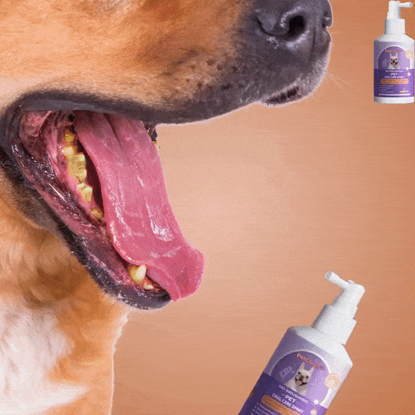 Perro mostrando los dientes de cerca