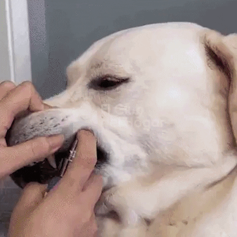 Dientes y encias de un perro durante la aplicacion