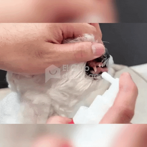 Aplicando el spray bucal a un perro en casa